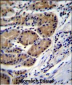 CTSO Antibody (N-term)
